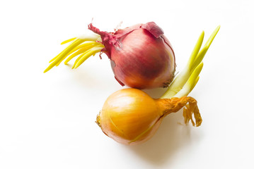 A red and a yellow onion with green sprout, on white background