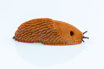 Nacktschnecke auf weißem Hintergrund © Gina Sanders