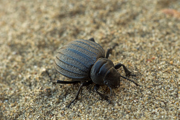 Pimelia bipunctata (Tenebrionidae) - darkling beetle on beach sa