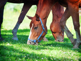 young horses in the pasture