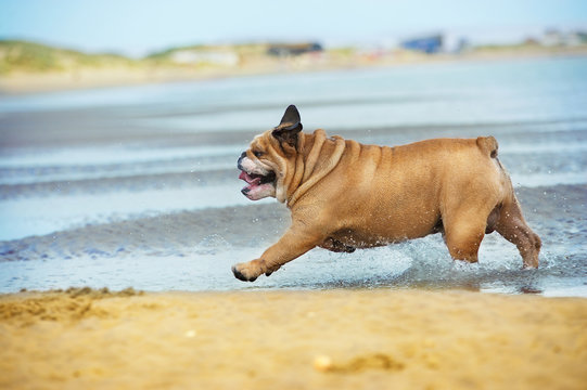 Happy dog bulldog running at the beach see
