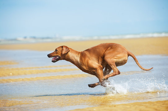 Happy dog rhodesian ridgeback running at the beach see