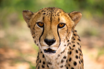 cheetah in Harnas