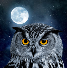 Eagle Owl, Bubo bubo © vencav