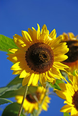 Sunflowers and blue sky on the background