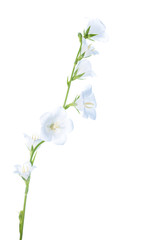 white bell flower isolated , background