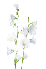 Fototapeta na wymiar bell flower isolated on a white background