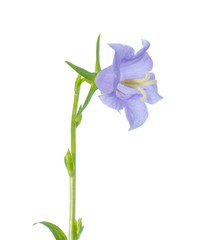 bluebell on a white background, isolated