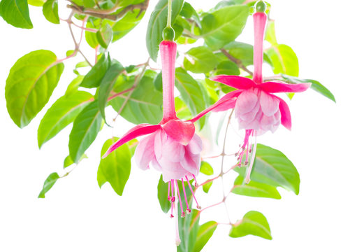 flower of a fuchsia of an unusual form are isolated