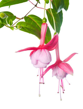 pink fuchsia of an unusual form are isolated