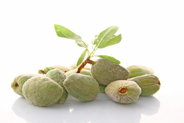 Amandes fra&icirc;ches
