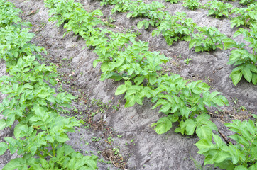 Potatoes in the organic vegetable garden.