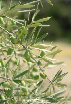 Detail of green olives on branches of olive tree