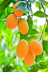  Maprang Marian Plum or Plum Mango of Thailand