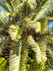 Palme vor blauem Himmel