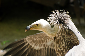 Weißrückengeier (Gyps africanus)