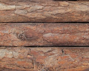 corteza de arbol en posicion horizontal