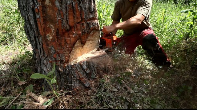 b&ucirc;cheron professionel