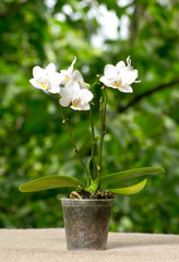 White orchid