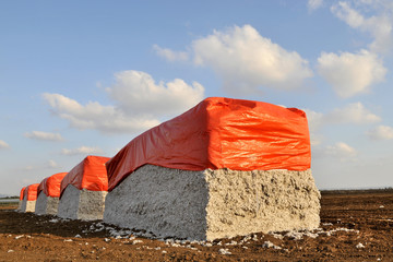 Bales of cotton against cotton in Israel
