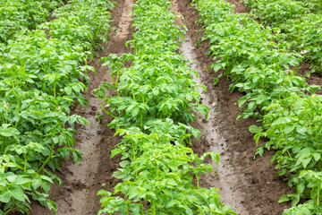 Potato fields