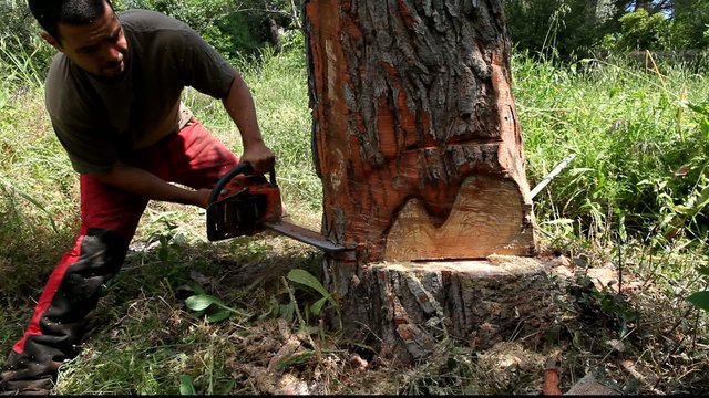 b&ucirc;cheron professionel