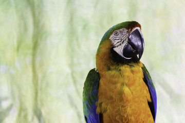 Macaw Parrot