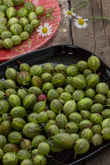 garden-stuffs of gooseberry