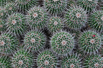 background cactus pattern