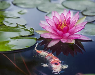 Papier Peint photo autocollant fleur de lotus Lotus rose