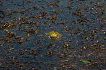 Frosch