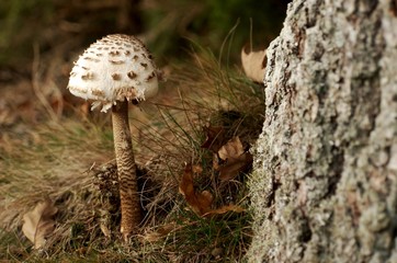Pilz neben einem Baum