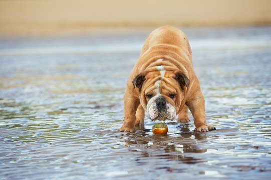 English bulldog dog funny standing in a water guarding his ball