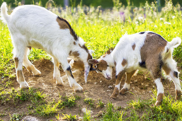 Obraz premium Ziegenkampf