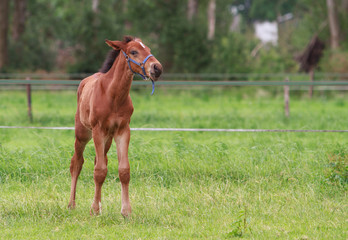 Horse foal walking