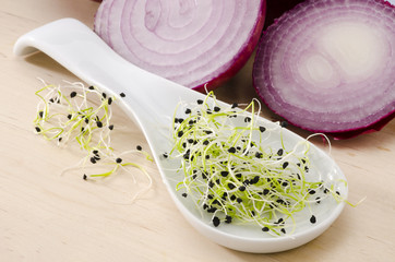 Onion germ sprouts