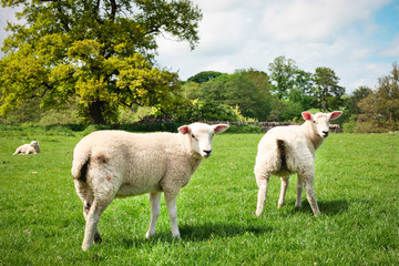 Obraz premium Sheep in field