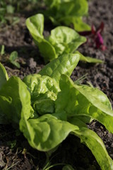 Early salad