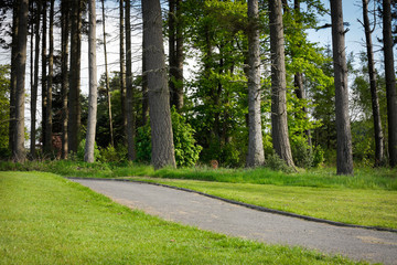 Obraz premium Forest track