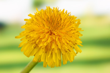 Dandelion flower on bright background