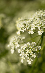 Cow parsley