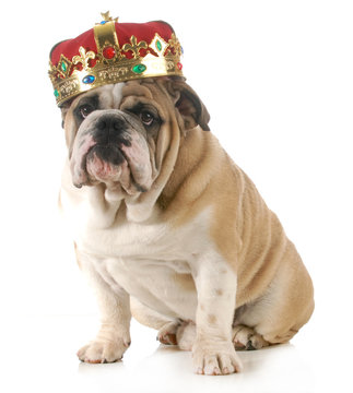 dog wearing crown