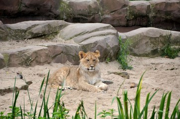 Tiger at the zoo of Antwerp.