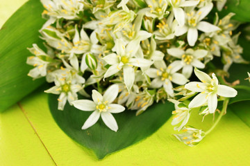 Beautiful mountain daffodils in  color vase,