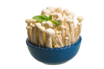 Japan mushroom Shimeji