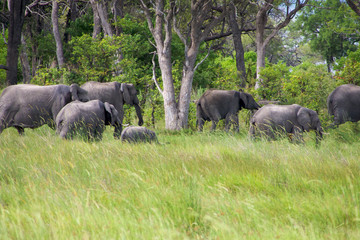 group of elephants in the bush