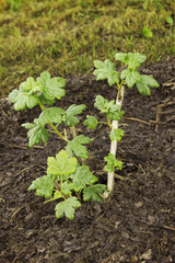 Sapling gooseberry