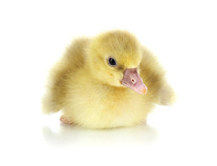 Little duckling isolated on white