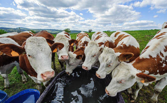 Vaches &agrave; l&rsquo;abreuvoir