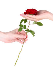 Man's hand giving a rose isolated on white